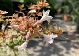 Abelia grandiflora sarabande / Tarka levelű tárnicslonc